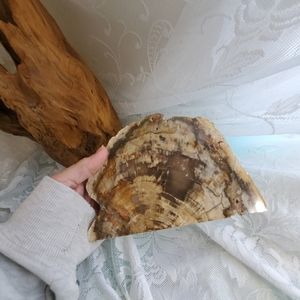 Fossilized wood petrified wood slab